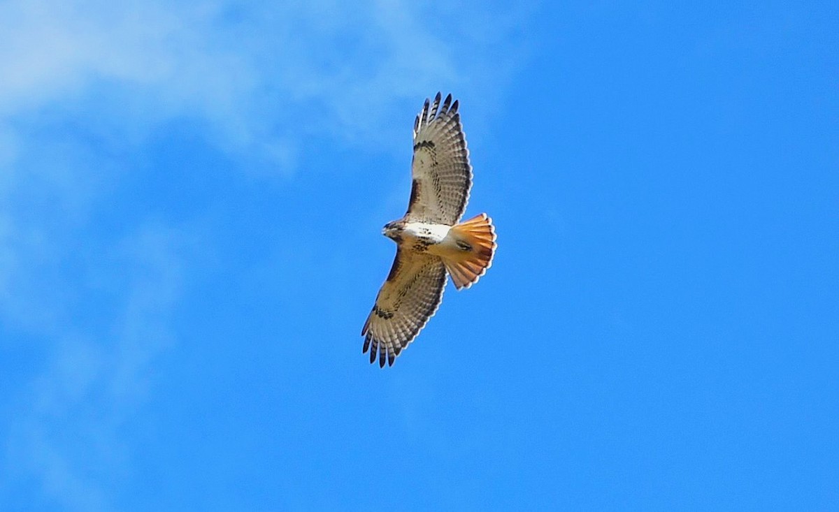 Red-tailed Hawk - ML644865253