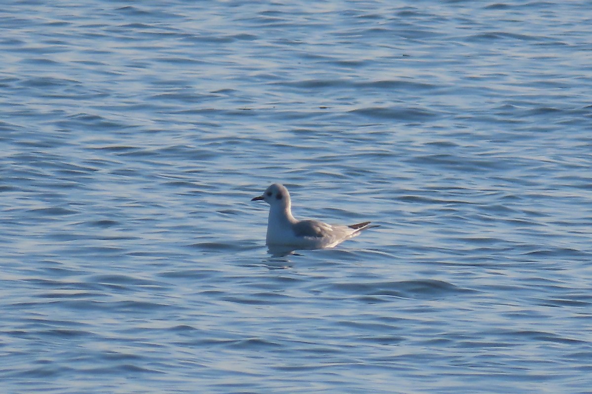 racek Bonapartův - ML644865265