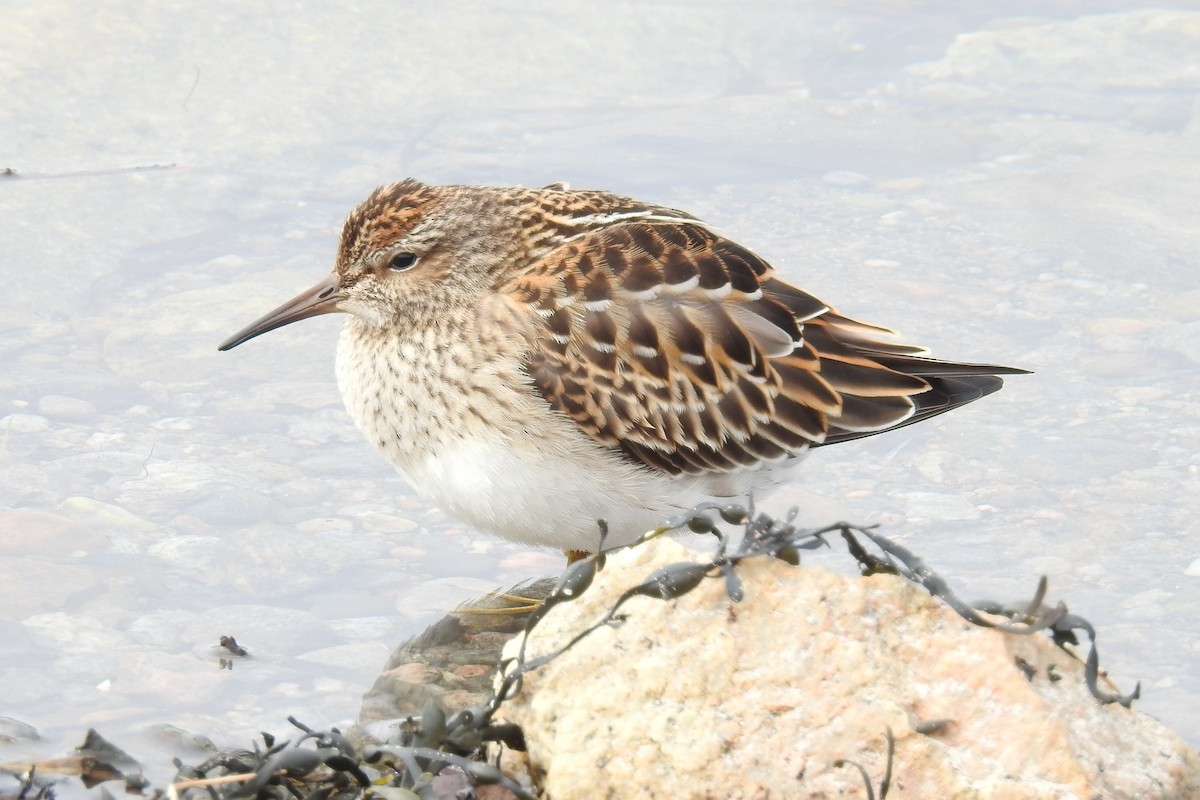 jespák skvrnitý - ML644865277