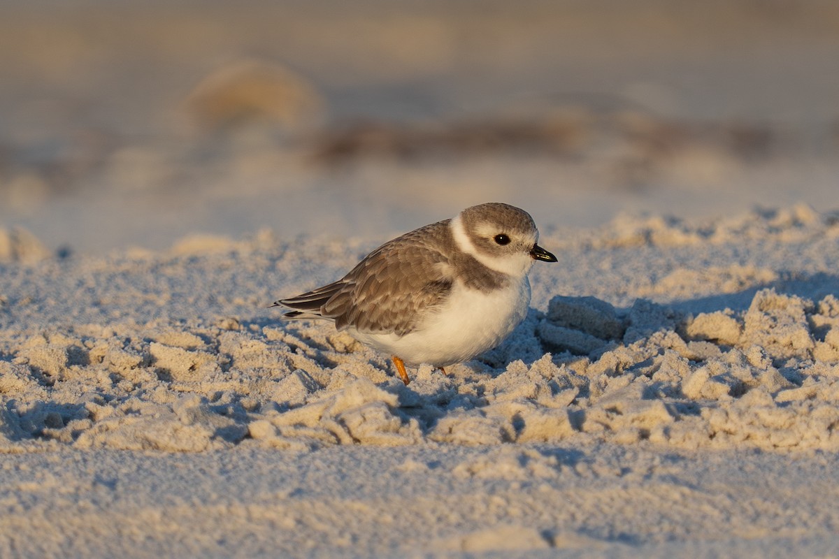 Flötenregenpfeifer - ML644865286
