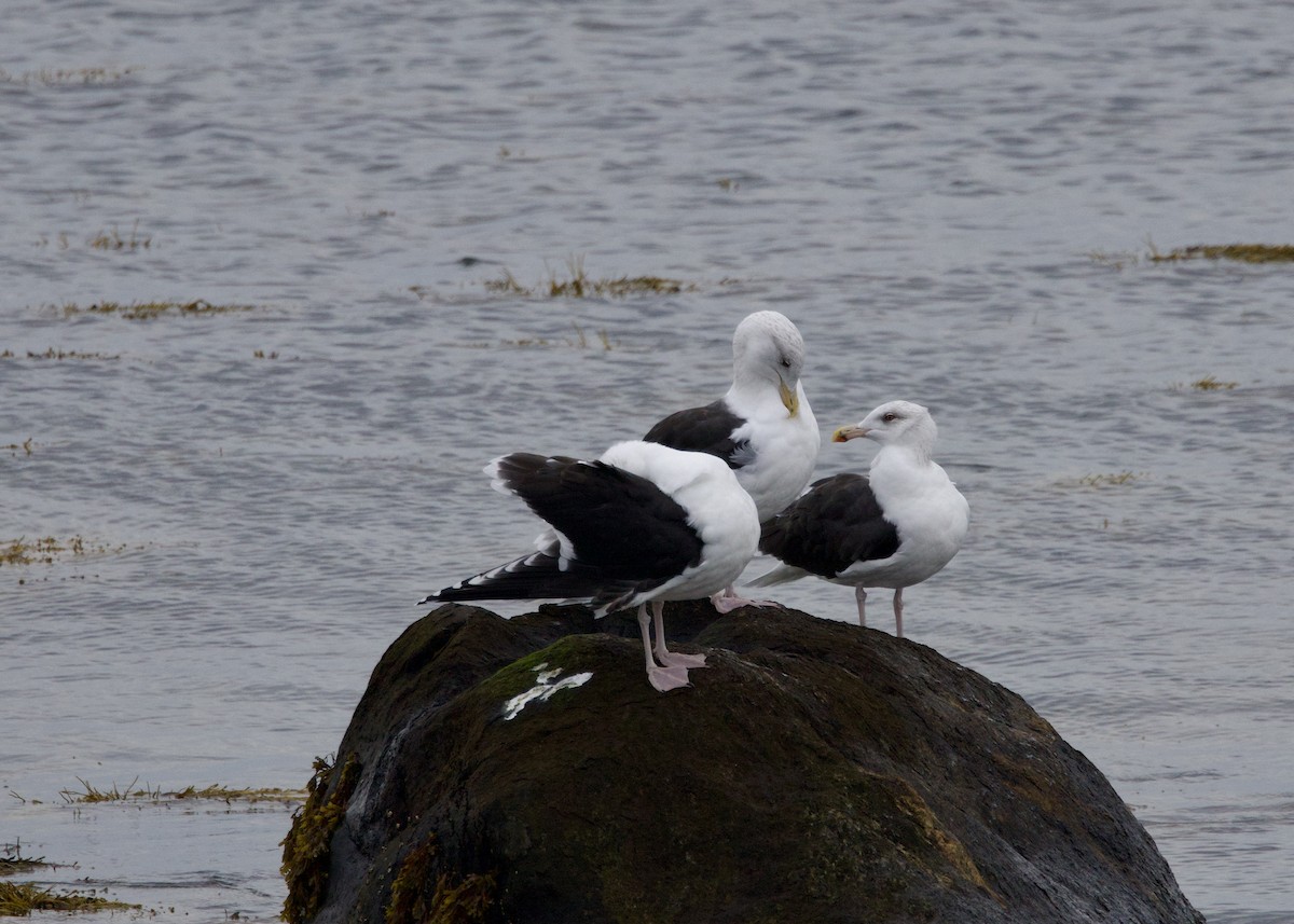 Great Black-backed Gull - ML644865289