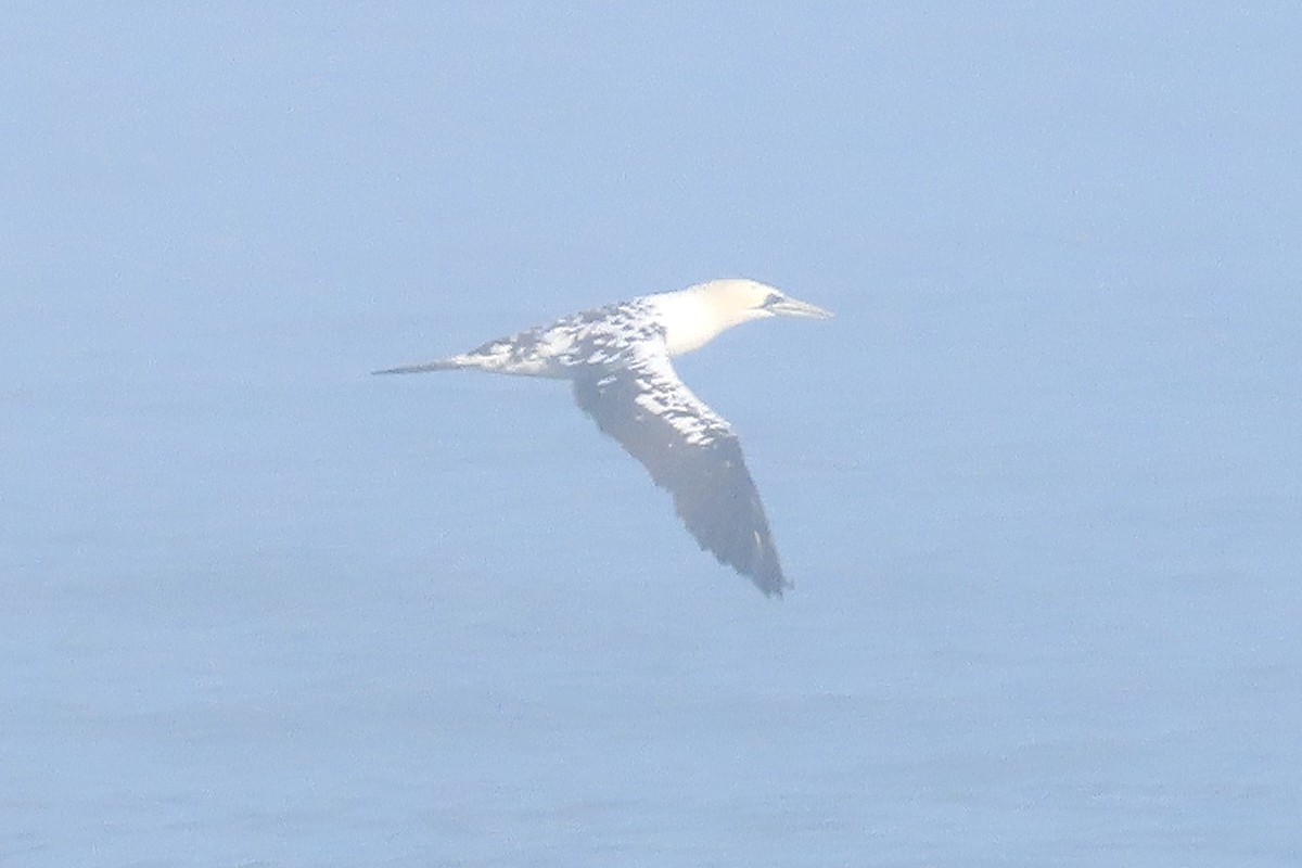 Northern Gannet - ML644865296