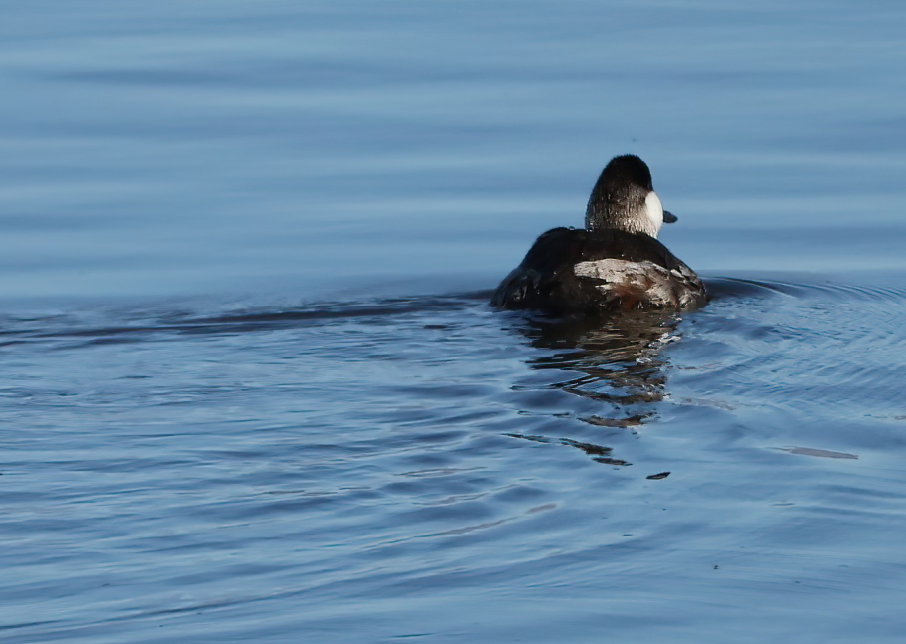 Ruddy Duck - ML644865297
