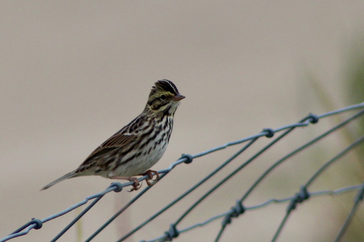Savannah Sparrow - ML644865306