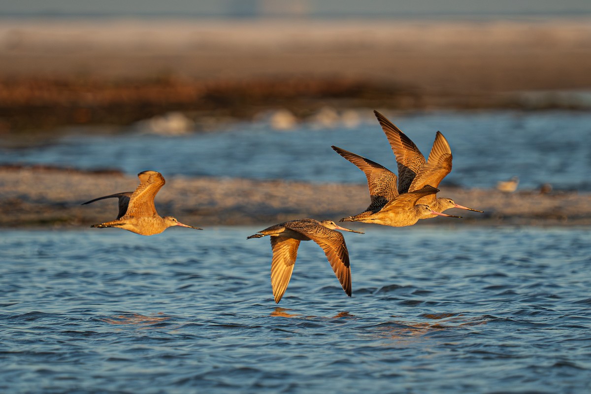 Marbled Godwit - ML644865310