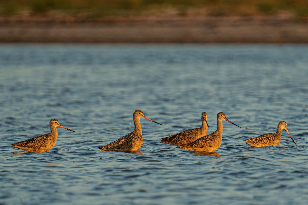 Marbled Godwit - ML644865311
