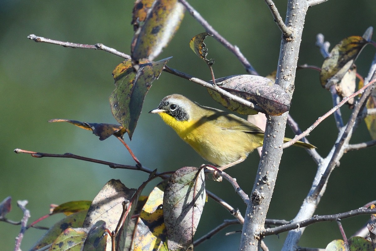 Common Yellowthroat - ML644865312