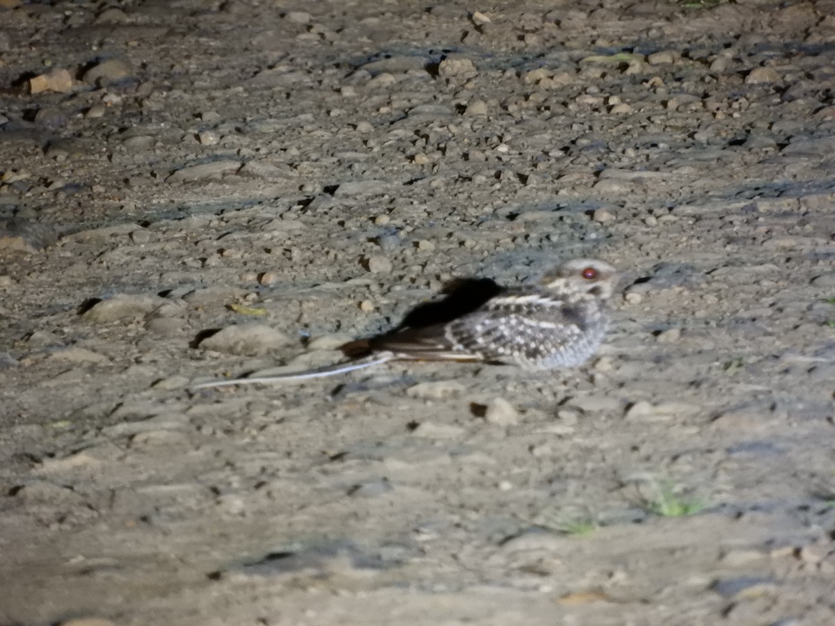 Scissor-tailed Nightjar - ML644865313
