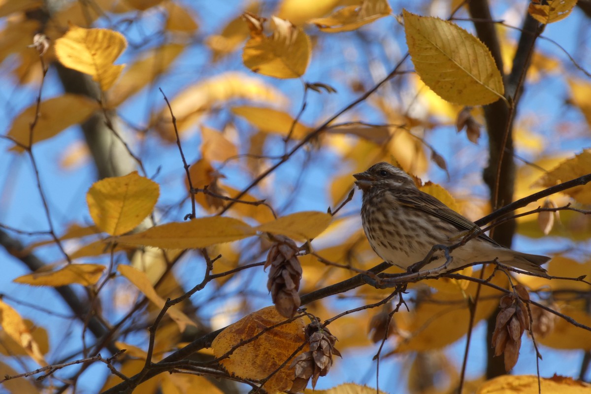 Purple Finch - ML644865314