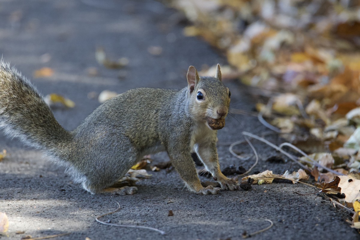 Animals - ML644865315