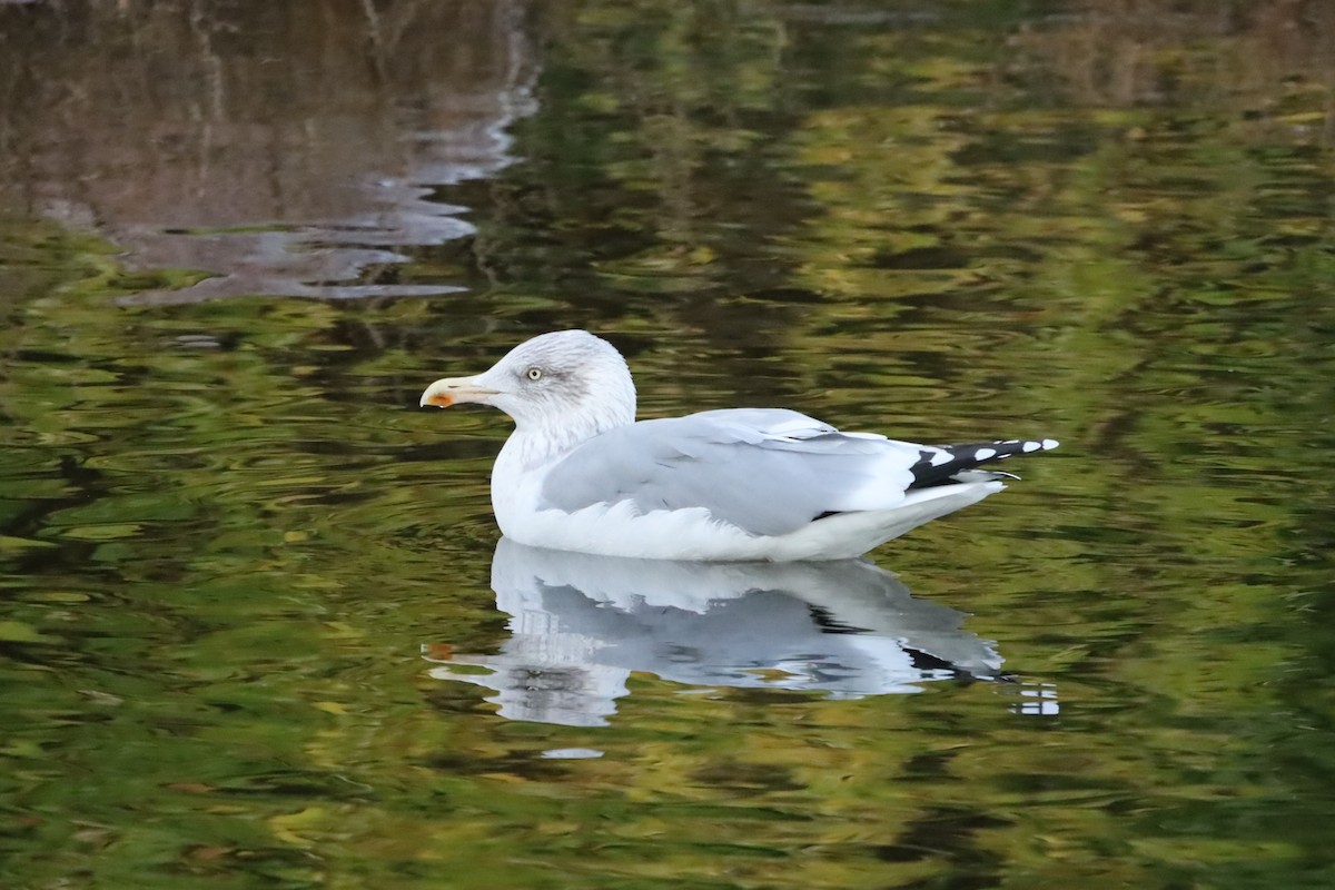 European Herring Gull - ML644865316