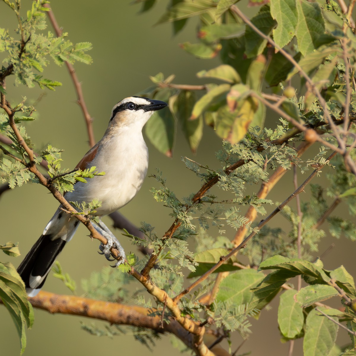Black-crowned Tchagra - ML644865317