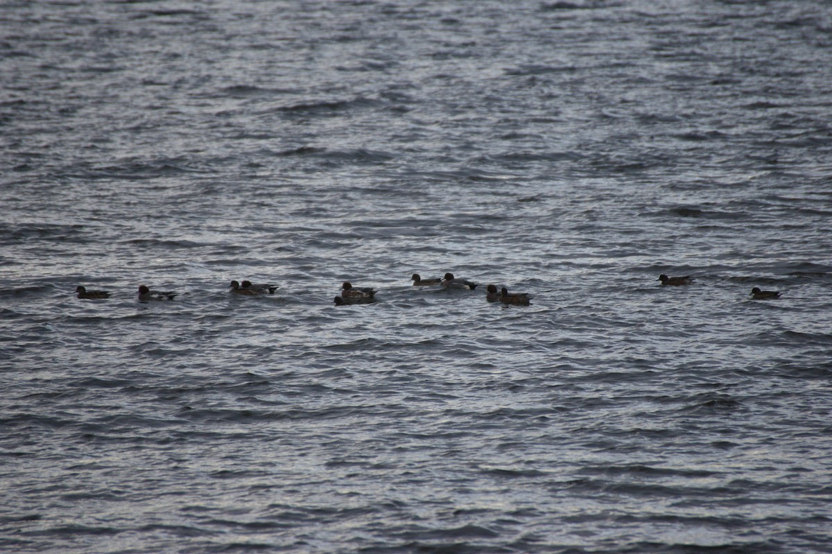 Eurasian Wigeon - ML644865318