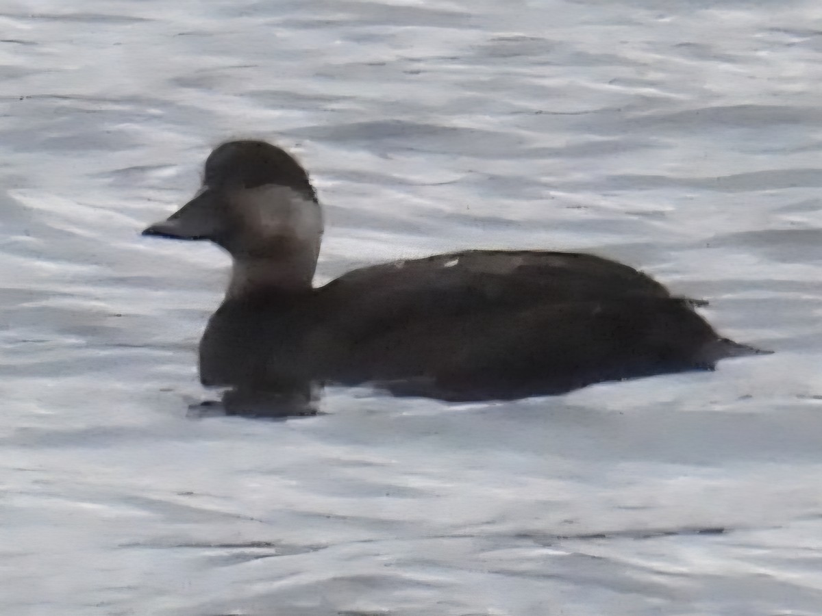 turpan žlutozobý - ML644865321