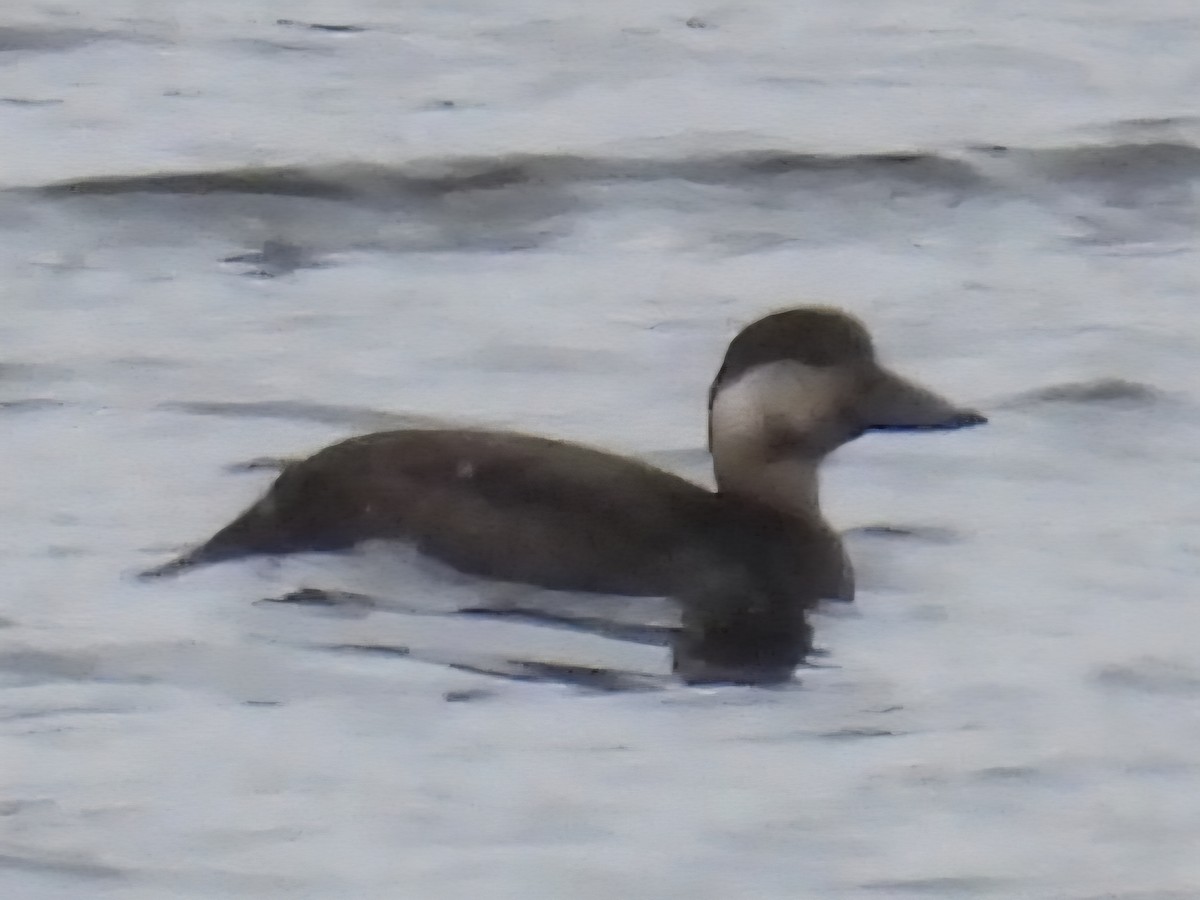 turpan žlutozobý - ML644865322