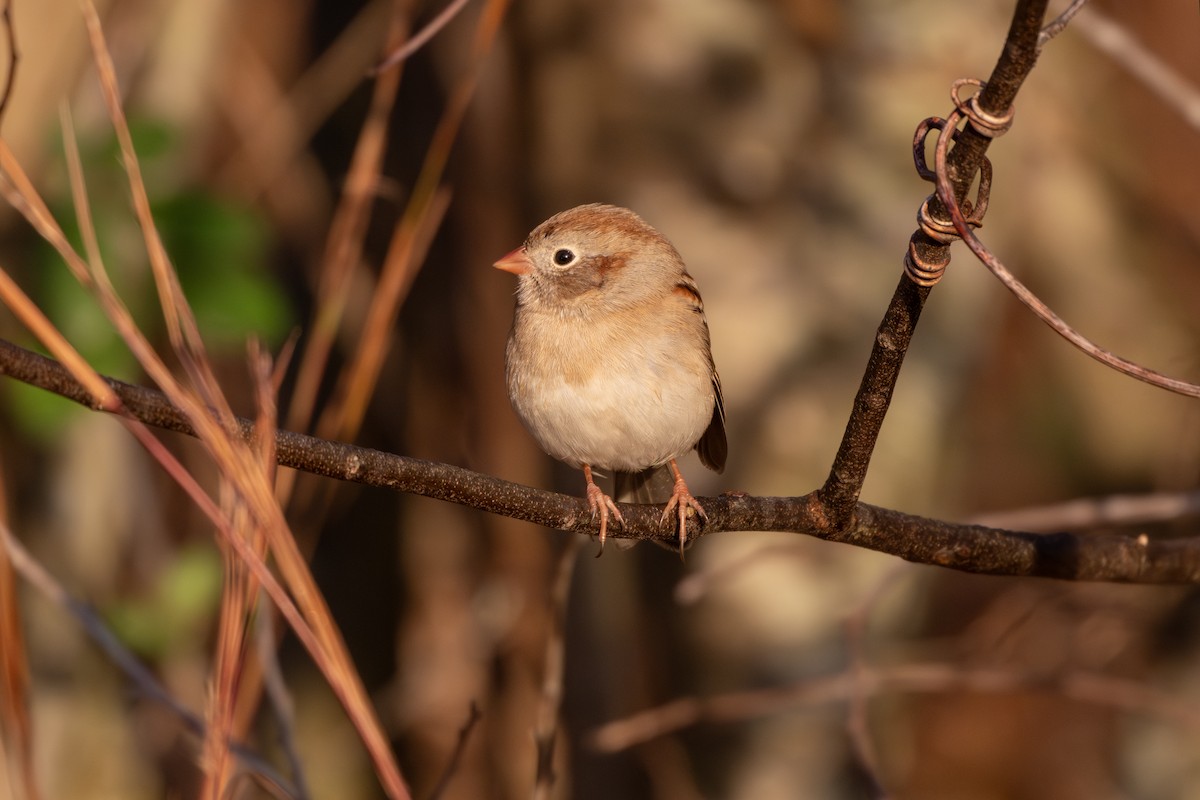 Field Sparrow - ML644865323