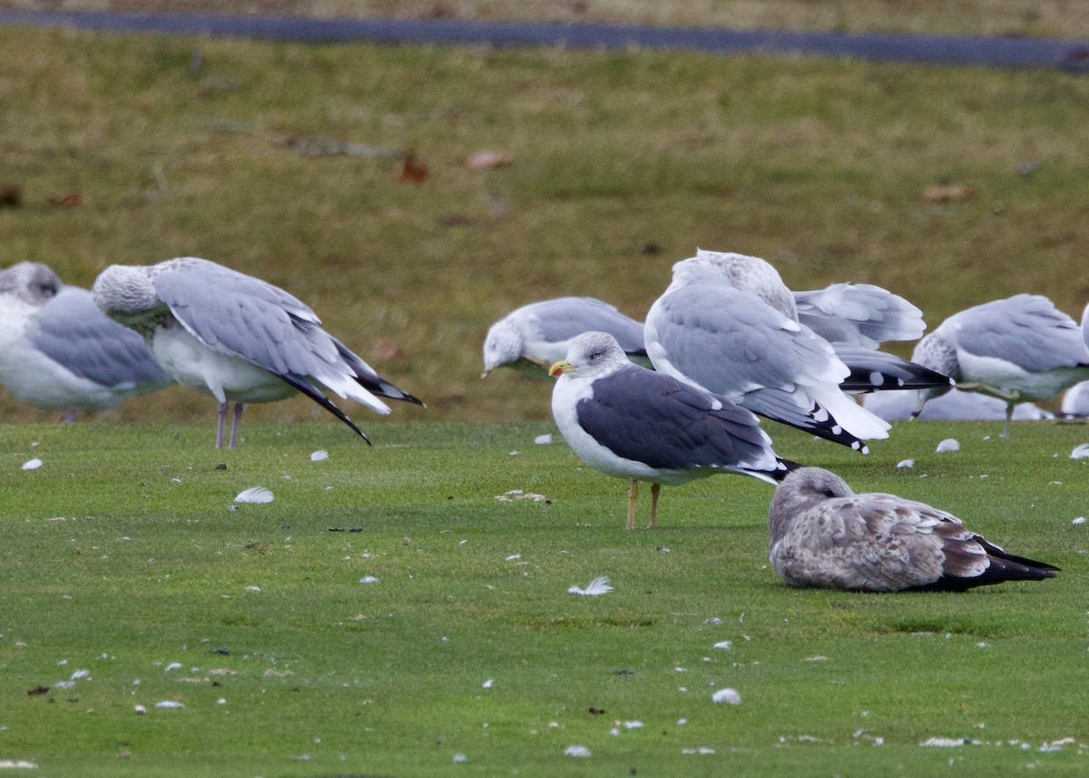 Lesser Black-backed Gull - ML644865324