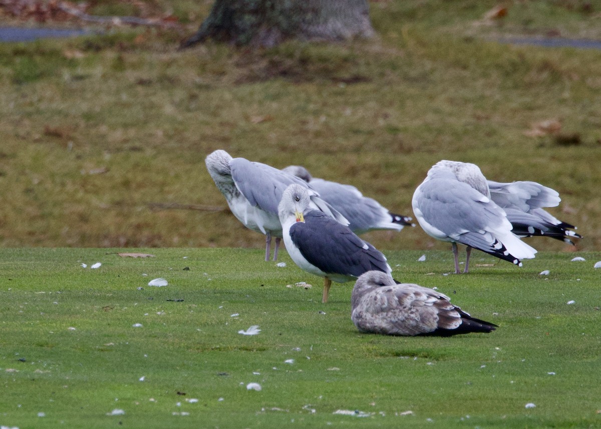 Lesser Black-backed Gull - ML644865325