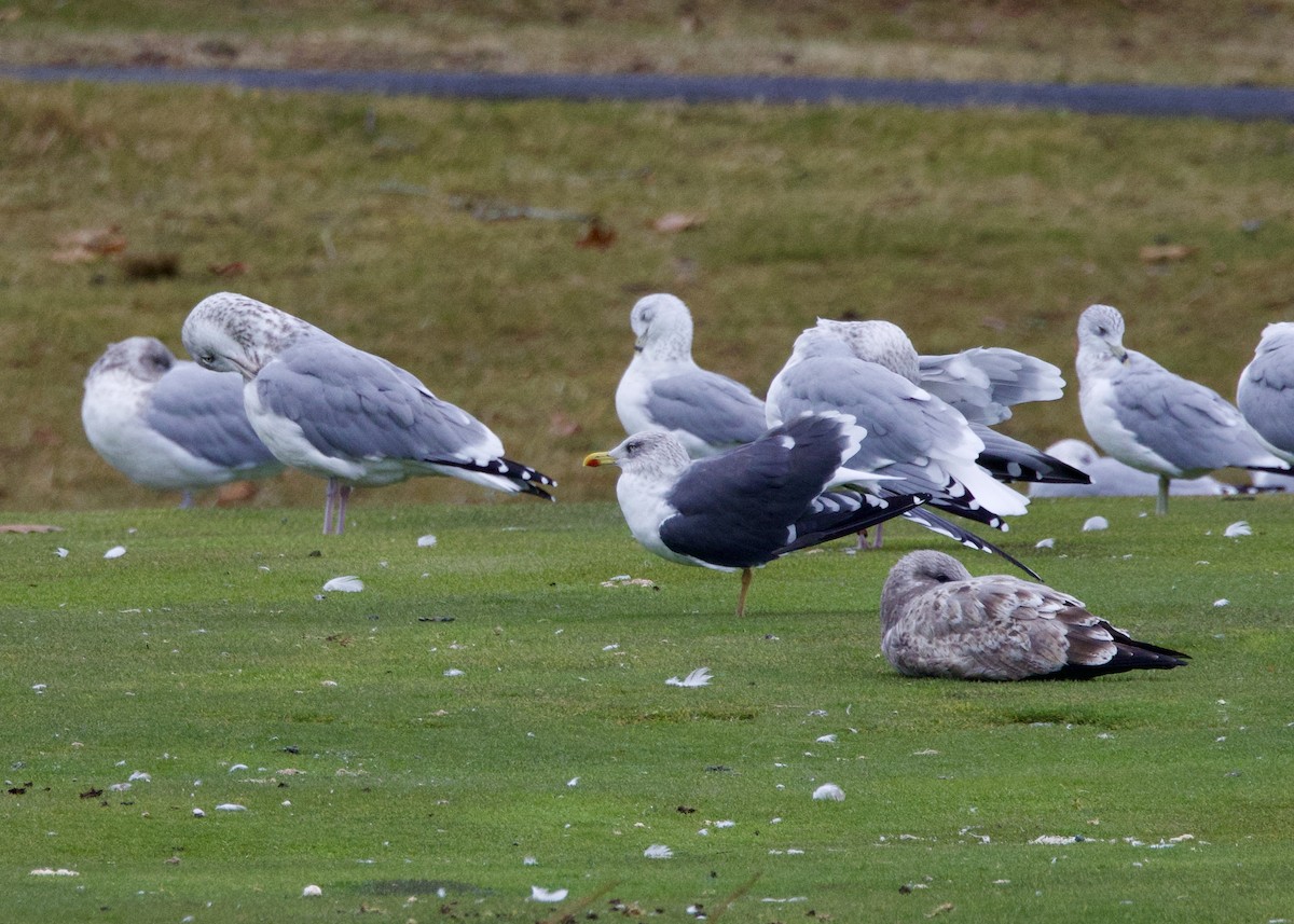 Lesser Black-backed Gull - ML644865326