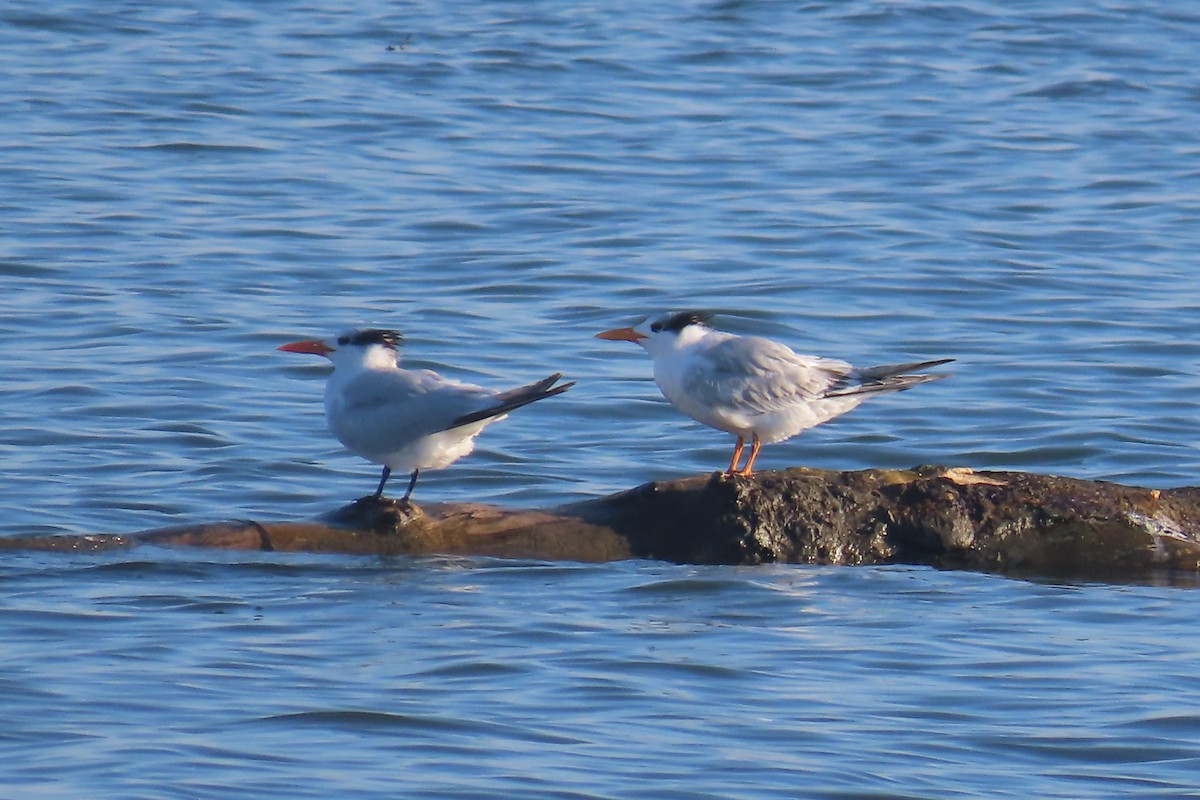 rybák královský - ML644865327