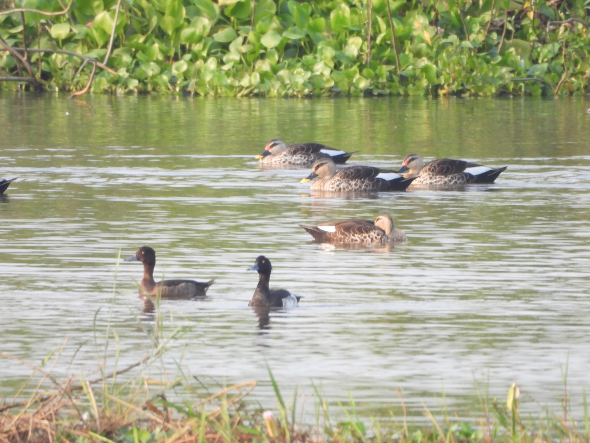 Indian Spot-billed Duck - ML644865328