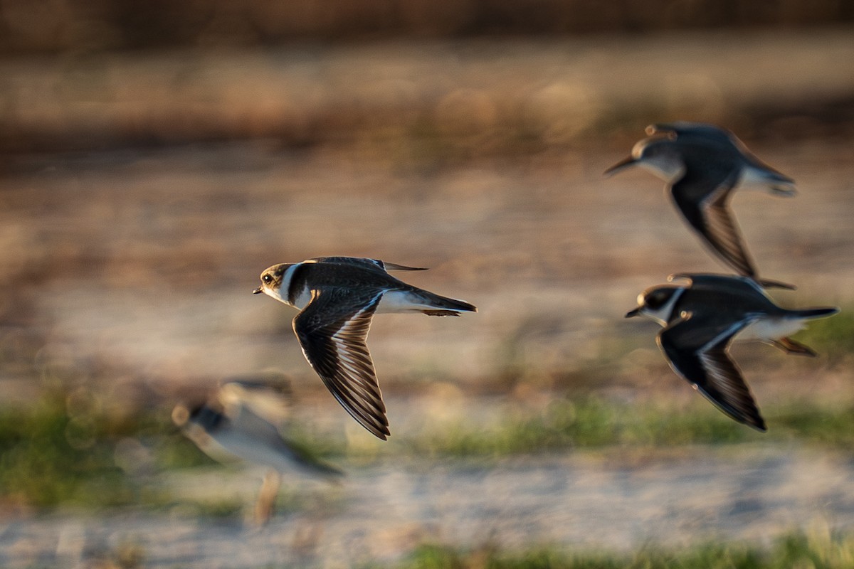 Semipalmated Plover - ML644865329