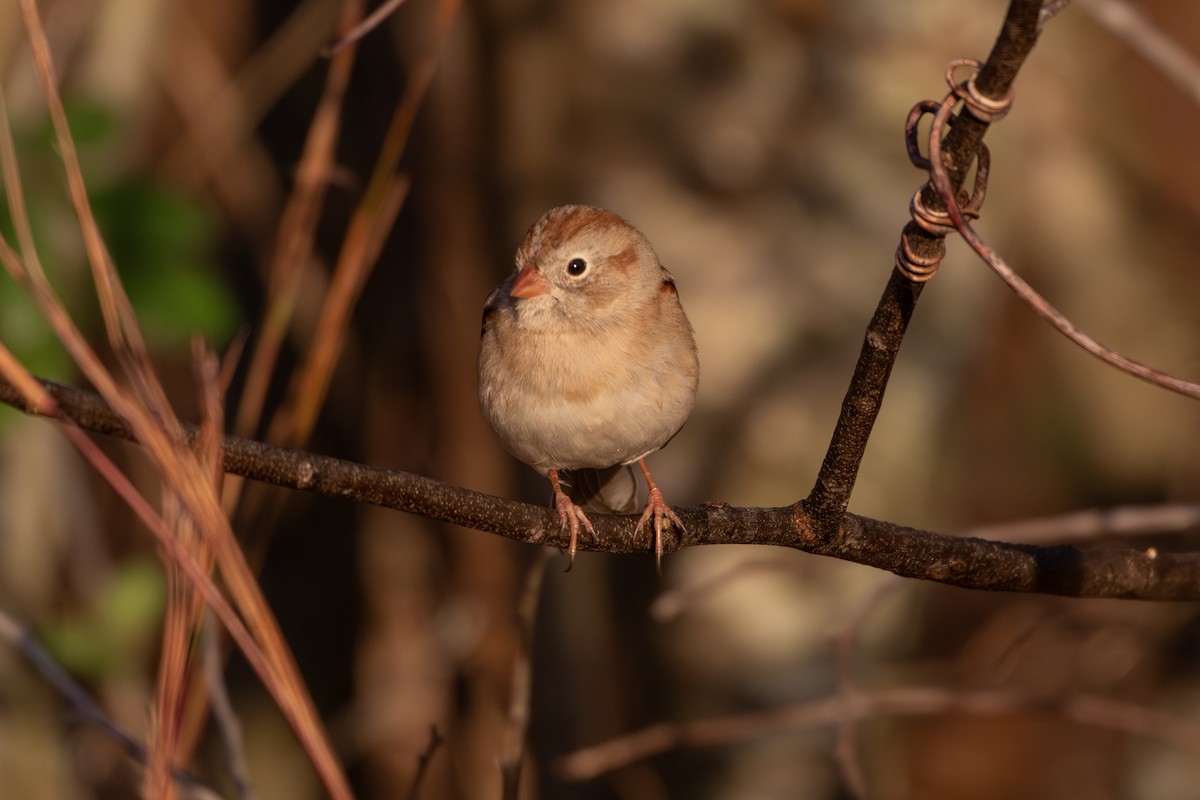 Field Sparrow - ML644865330