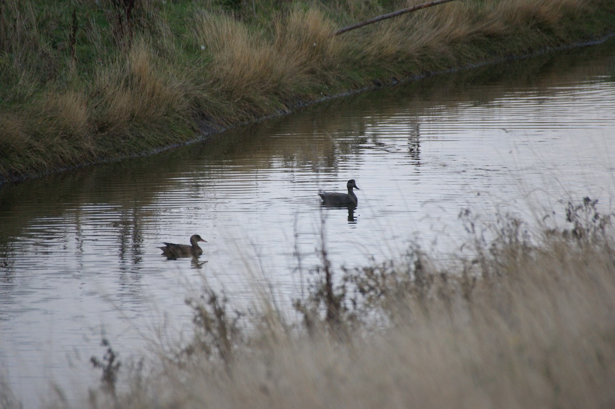 Gadwall - ML644865332