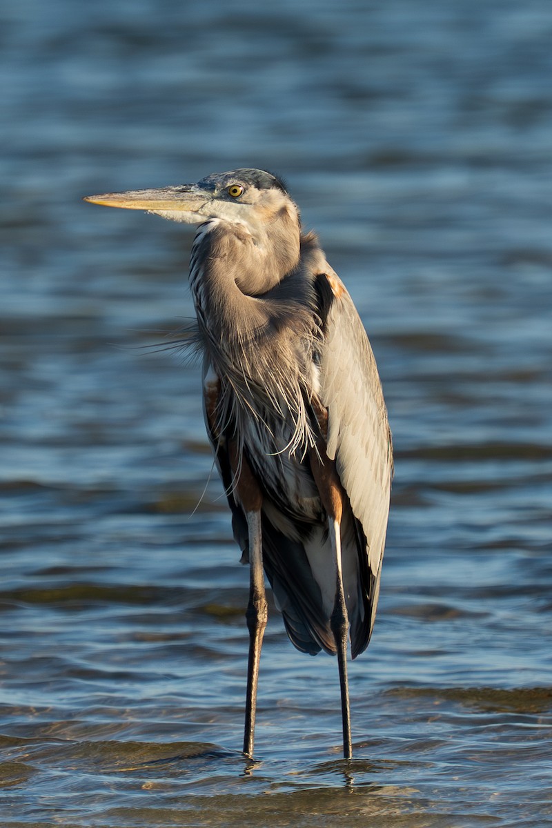 Great Blue Heron - ML644865335
