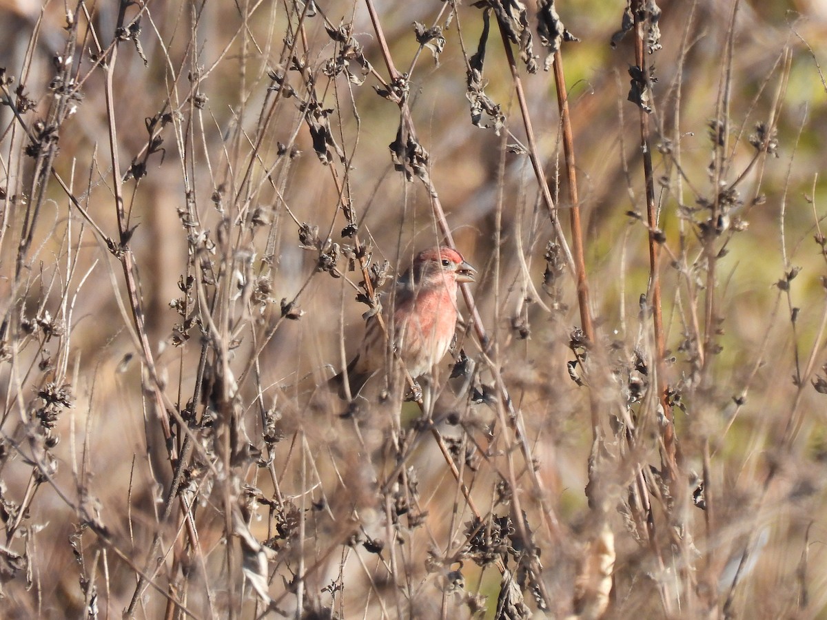 House Finch - ML644865336