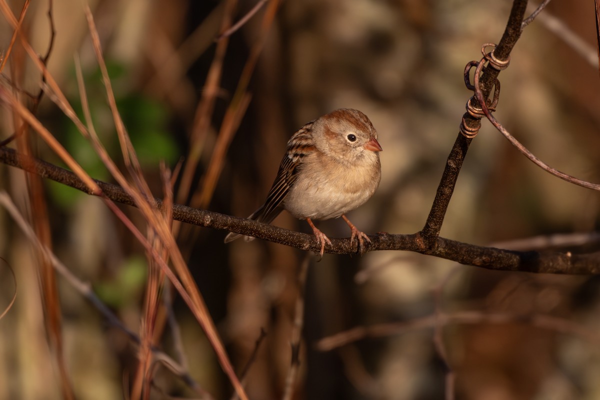 Field Sparrow - ML644865337