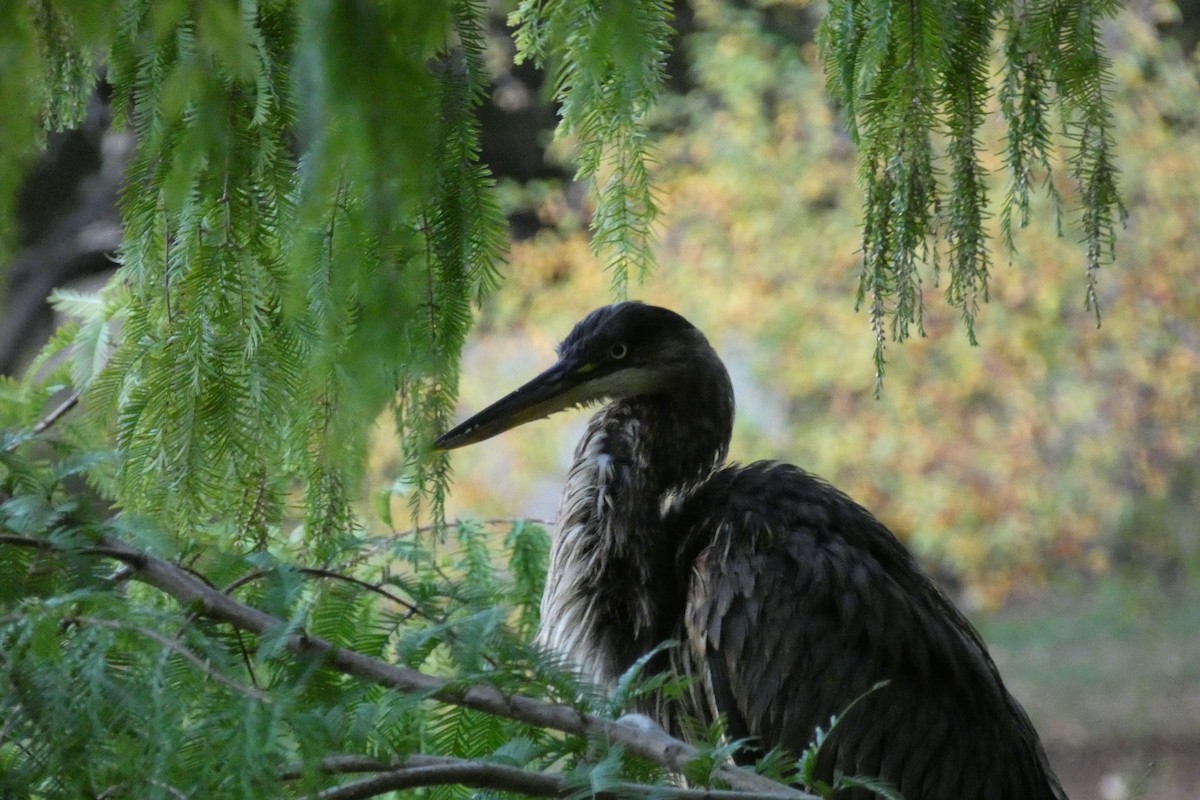Great Blue Heron - ML644865338