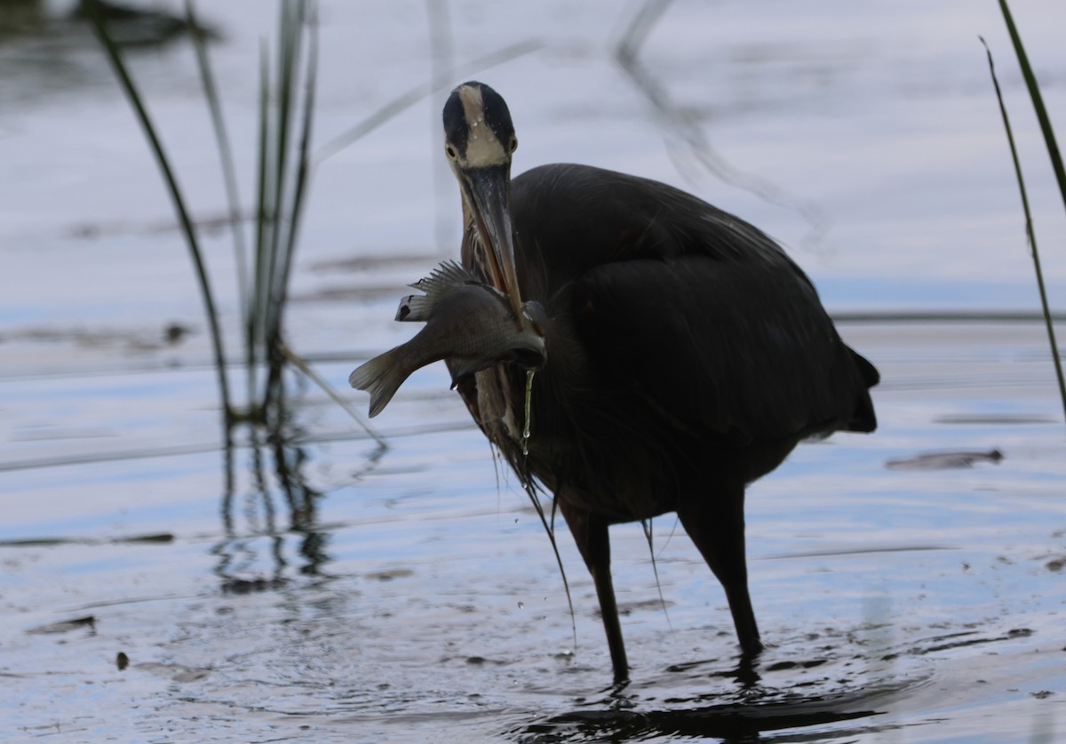 Great Blue Heron - ML644865340