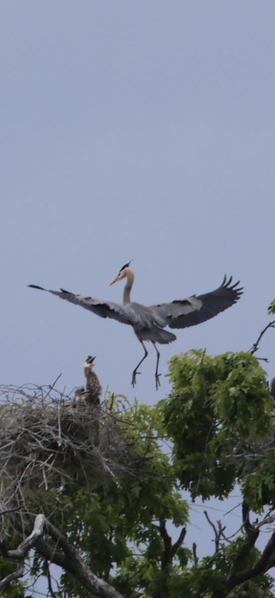 Great Blue Heron - ML644865341