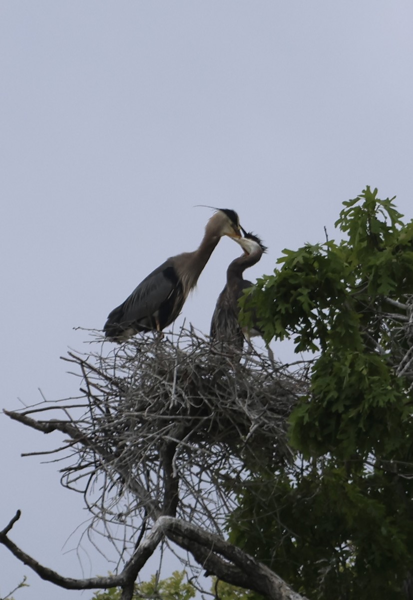 Great Blue Heron - ML644865342