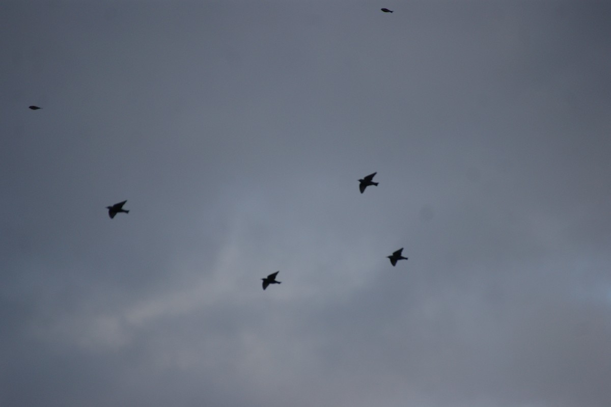 European Starling - ML644865351