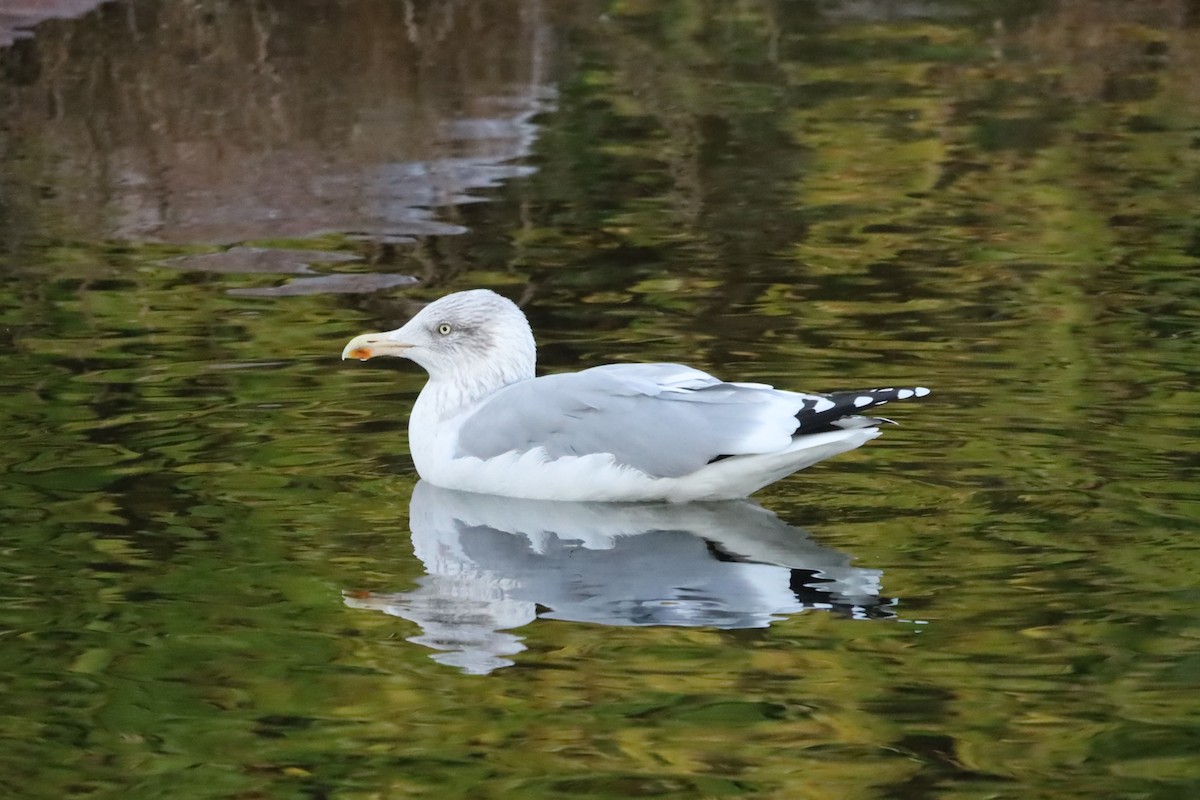 European Herring Gull - ML644865353