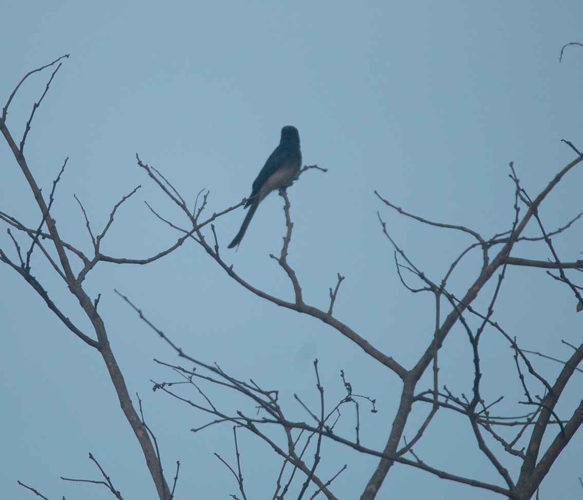 シロハラオウチュウ - ML644865357