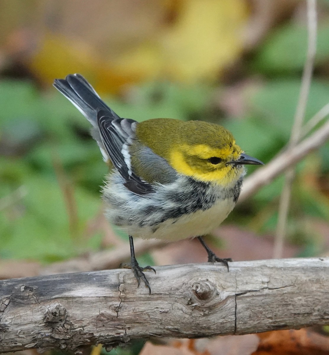 Black-throated Green Warbler - ML644865358
