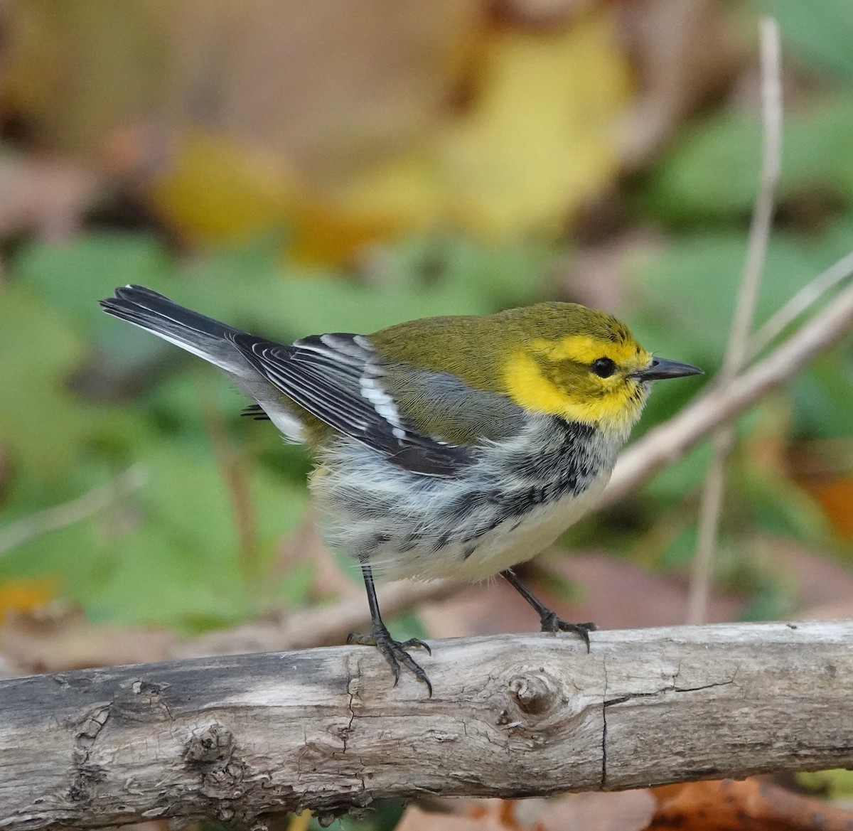 Black-throated Green Warbler - ML644865359