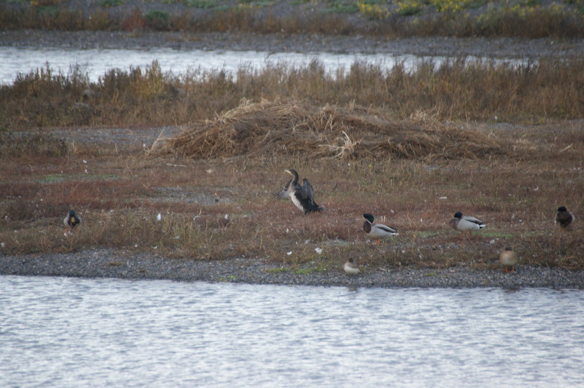Great Cormorant - ML644865362