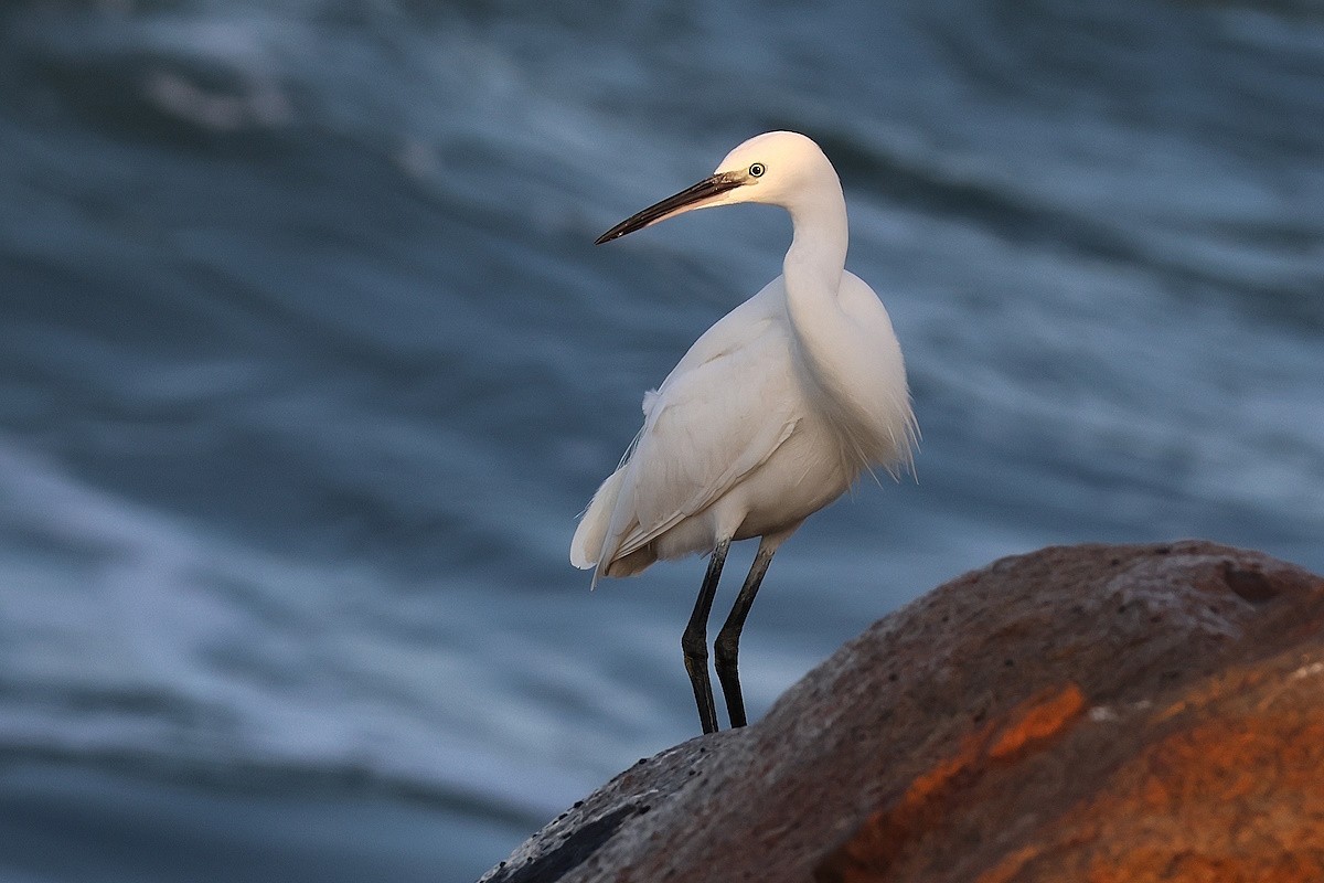 Seidenreiher - ML644865374