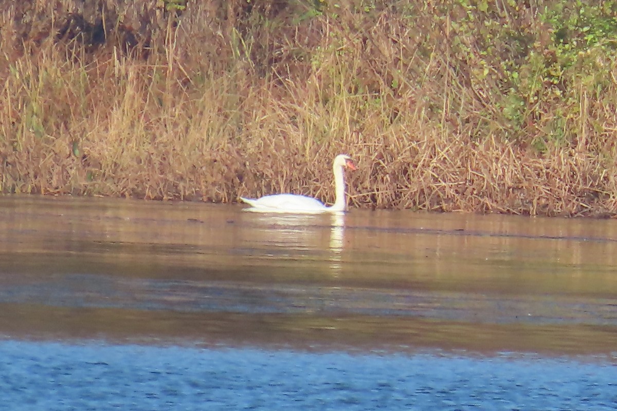 labuť velká - ML644865380