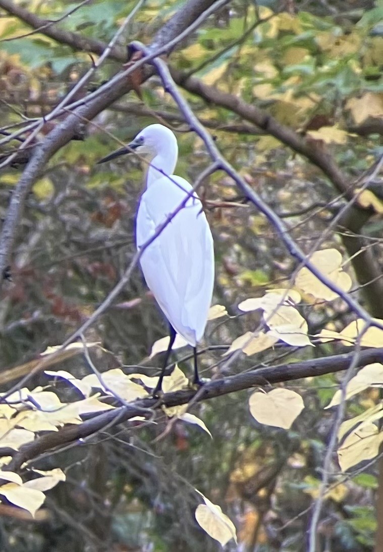 Seidenreiher - ML644865386