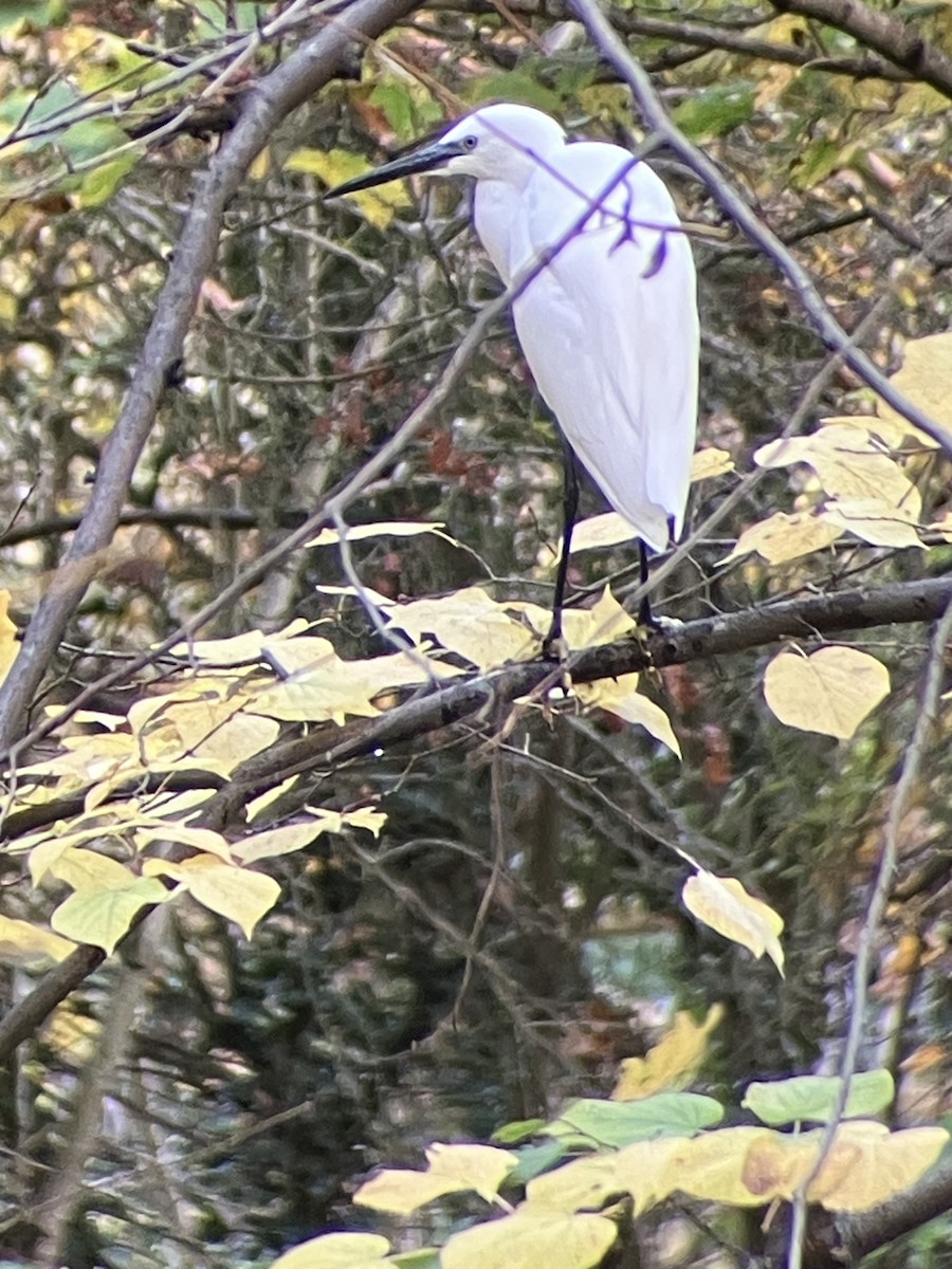 Seidenreiher - ML644865387