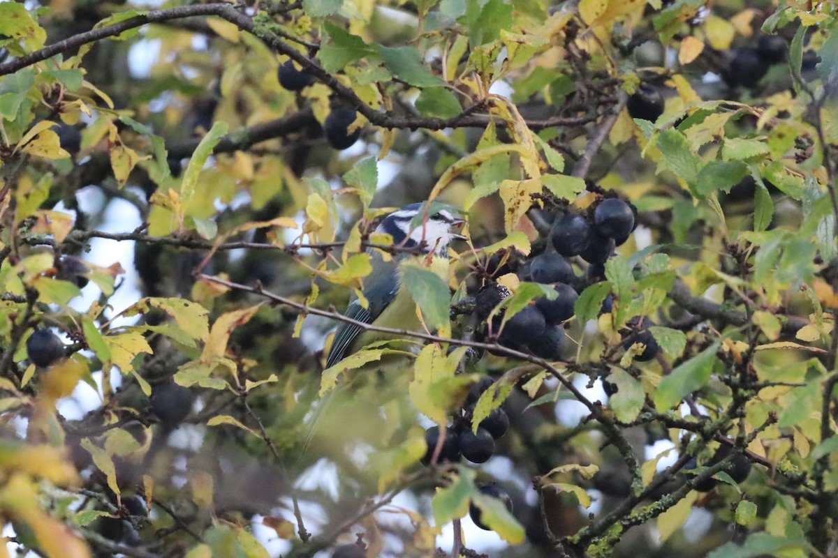 Herrerillo Común - ML644865417