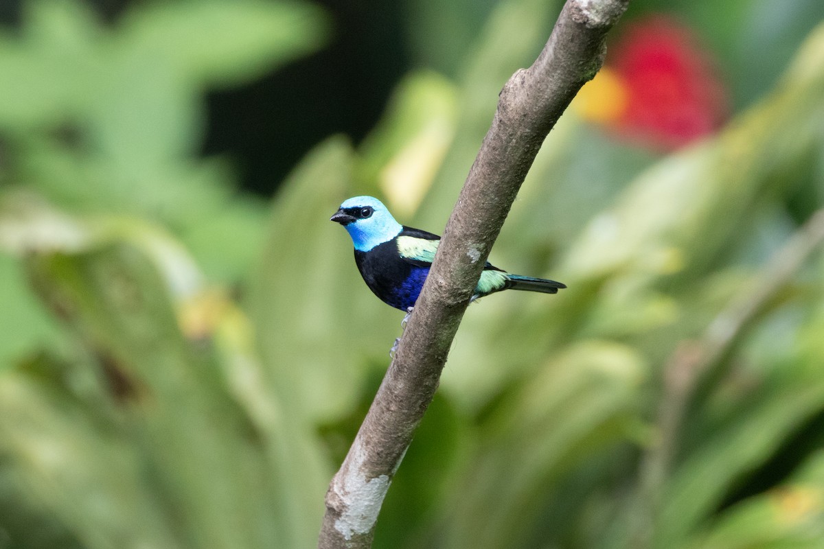 Танагра блакитношия - ML644865477