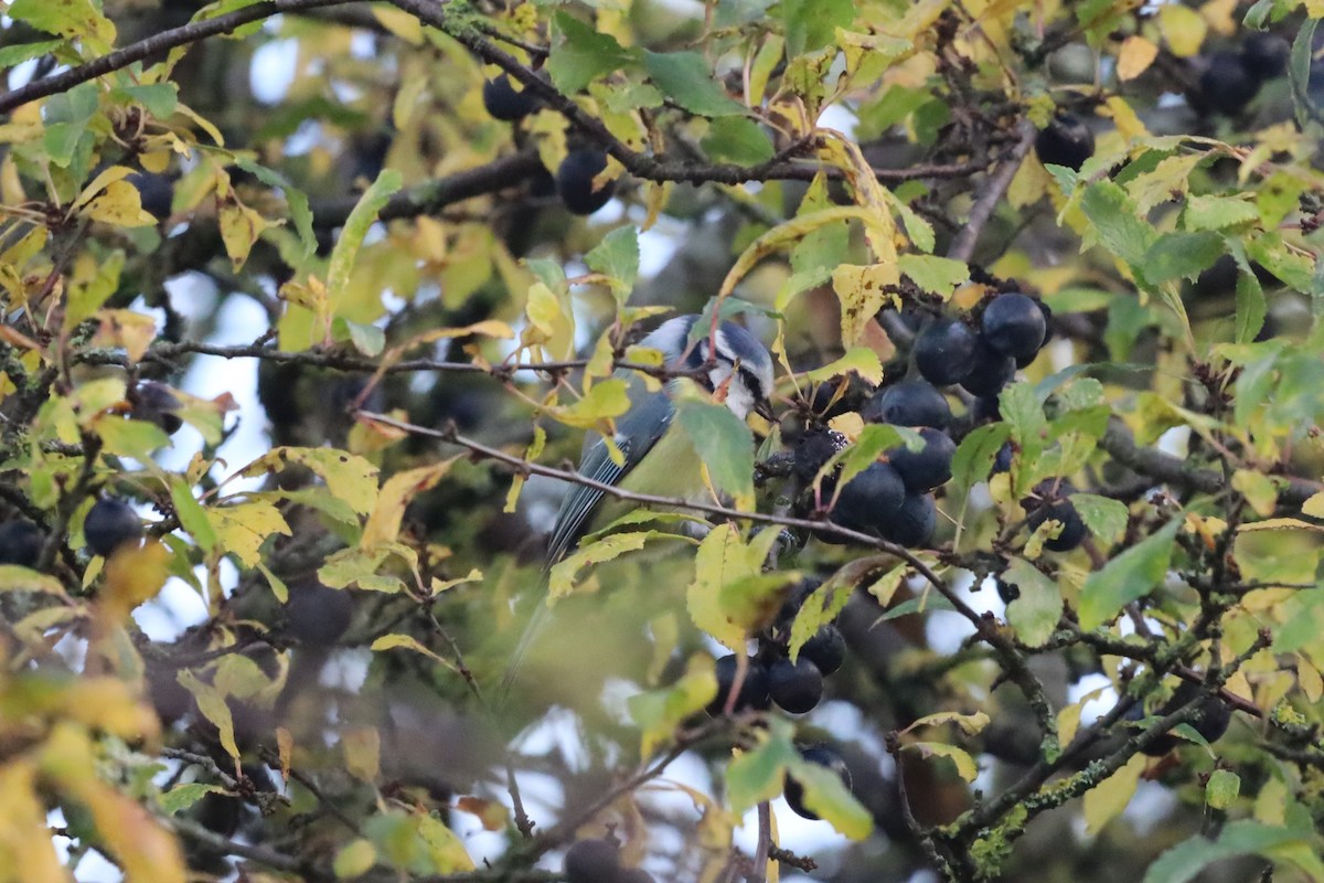 Herrerillo Común - ML644865485