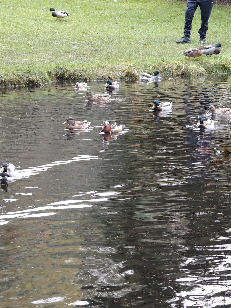 kachnička mandarínská - ML644865502