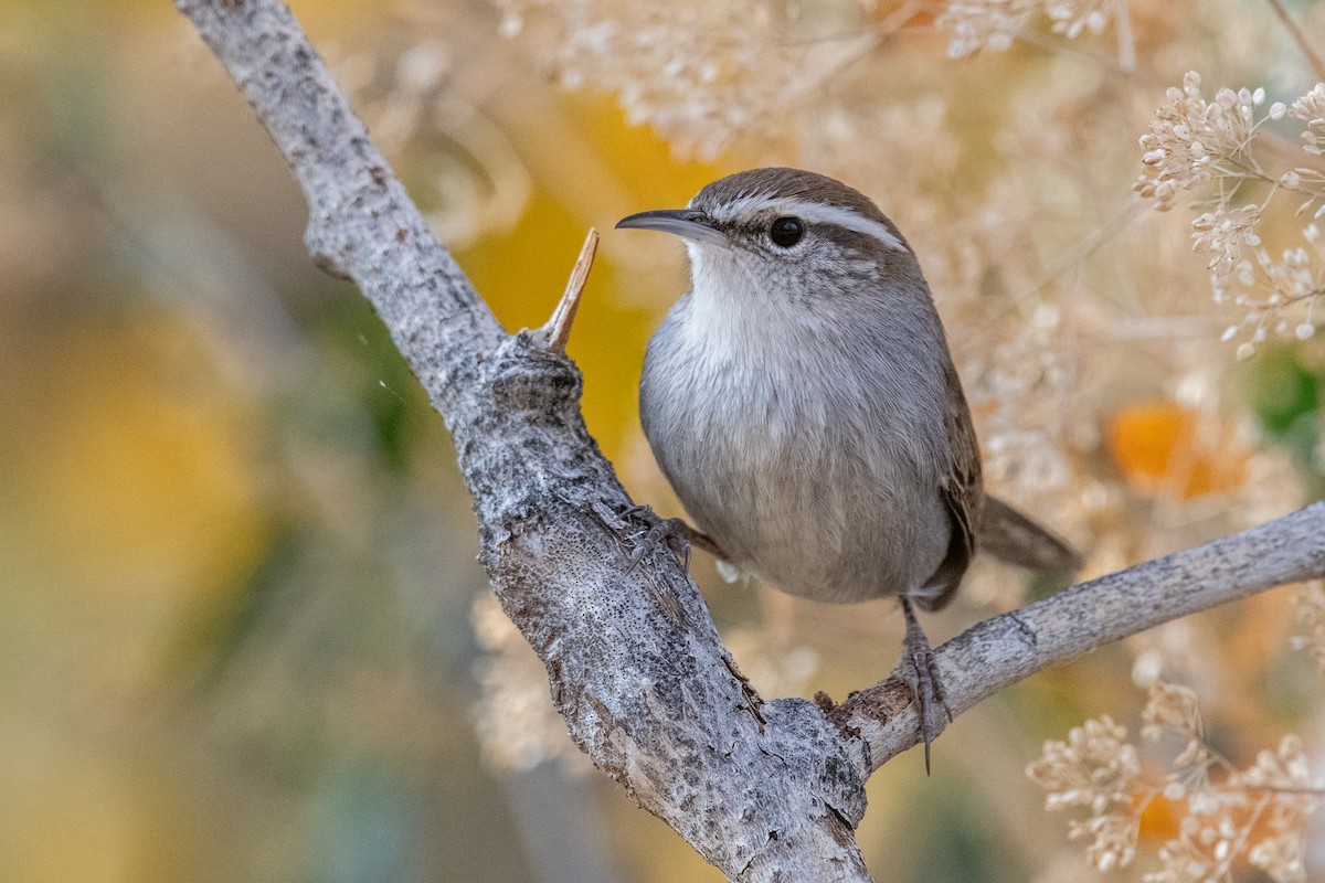 Troglodyte de Bewick - ML644865504